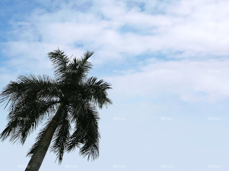 Cloudy Sky and a Palm Tree
