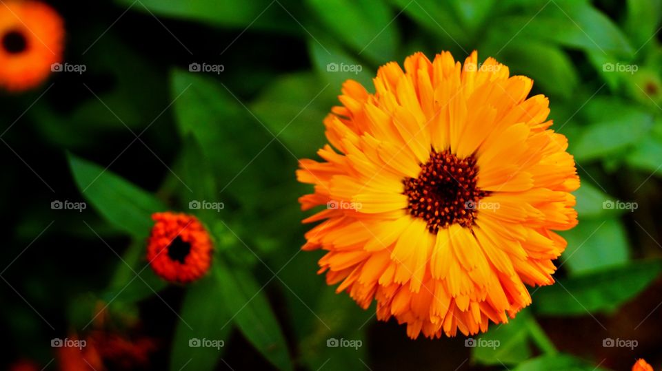 Calendula is the Flower for October🏵️In the language of Flowers Calendula translate to health, joy, remembrance, It's known as "The Friendship Flower"