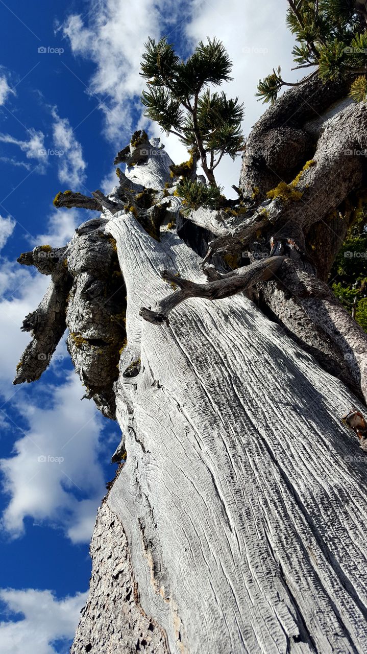 White Bark Pine