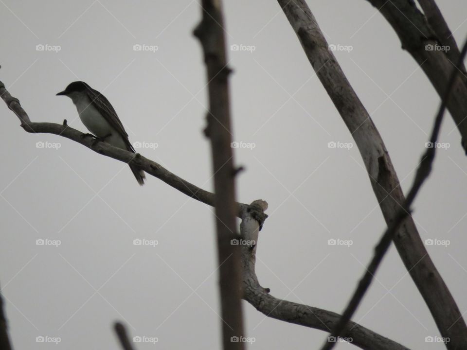 An Eastern Kingbird sitting on a dead tree branch at dusk.