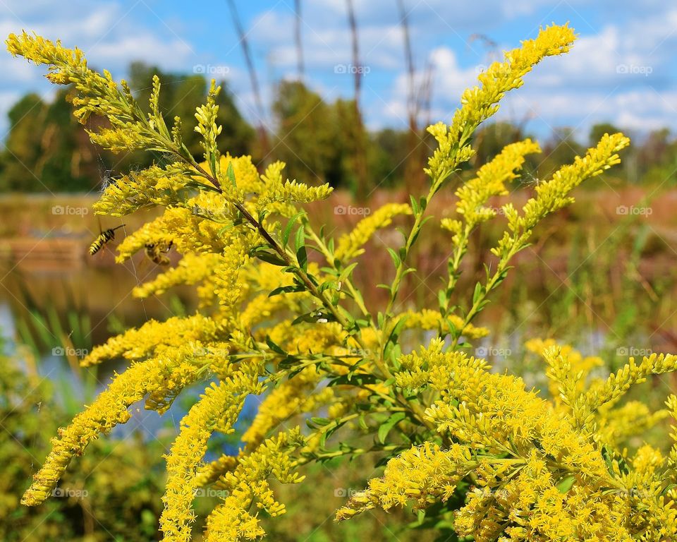 Yellow flower