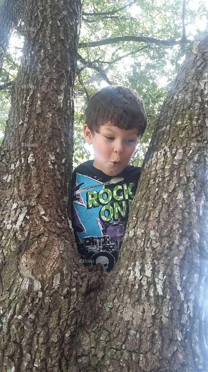 My boy in a tree