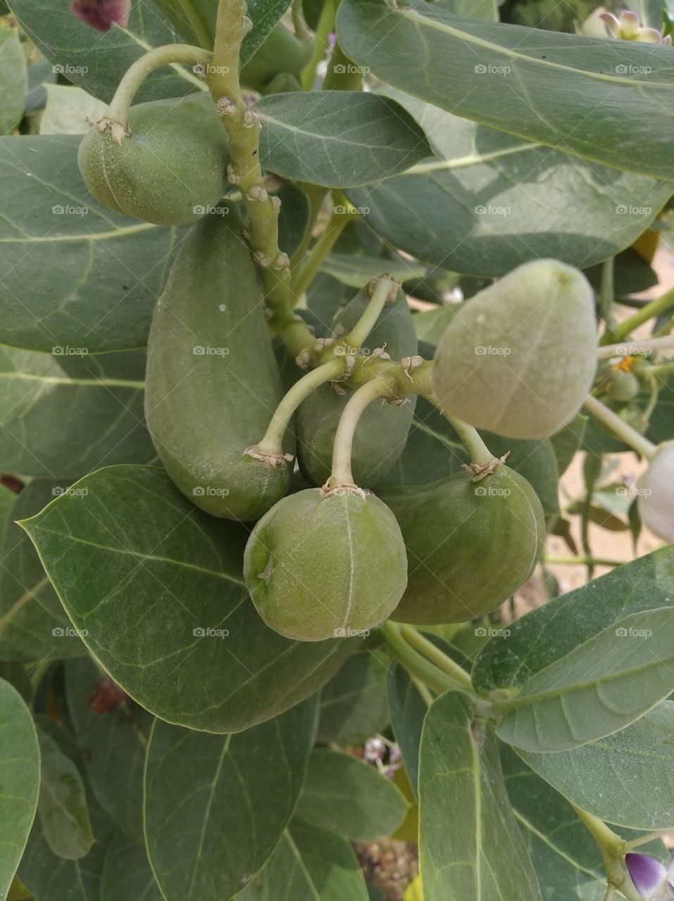 fruit of calotropis procera, akkra, green shurb small size looks very beautiful generally found everywhere
