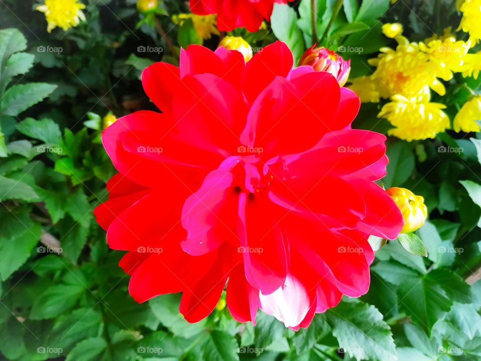 Red dahlia flower in garden. Red flowers. Dahlia pinnata. Beautiful picture of red dahlia.