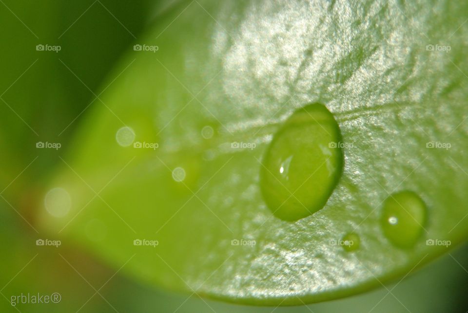 Macro leaf 