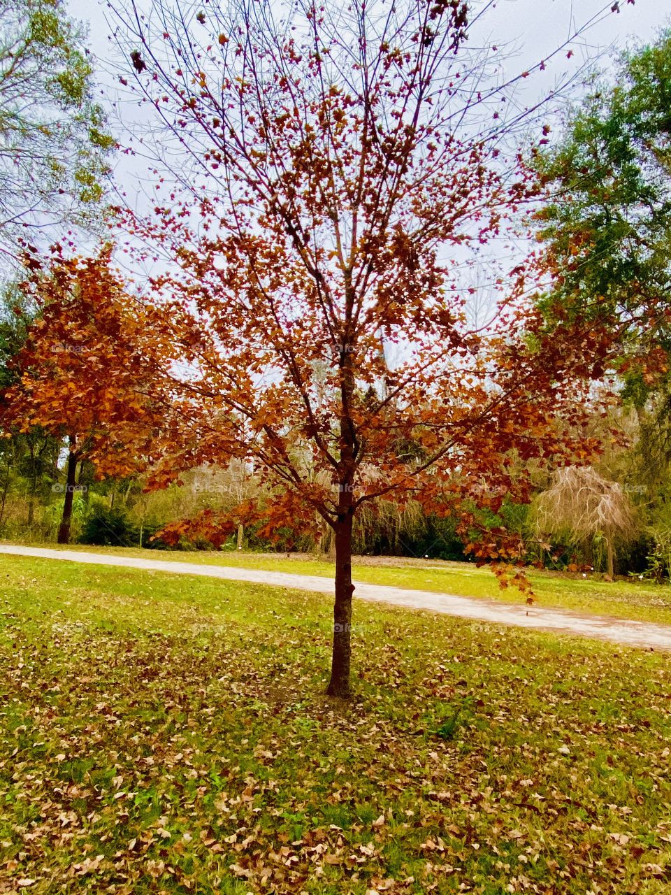 Beautiful tree