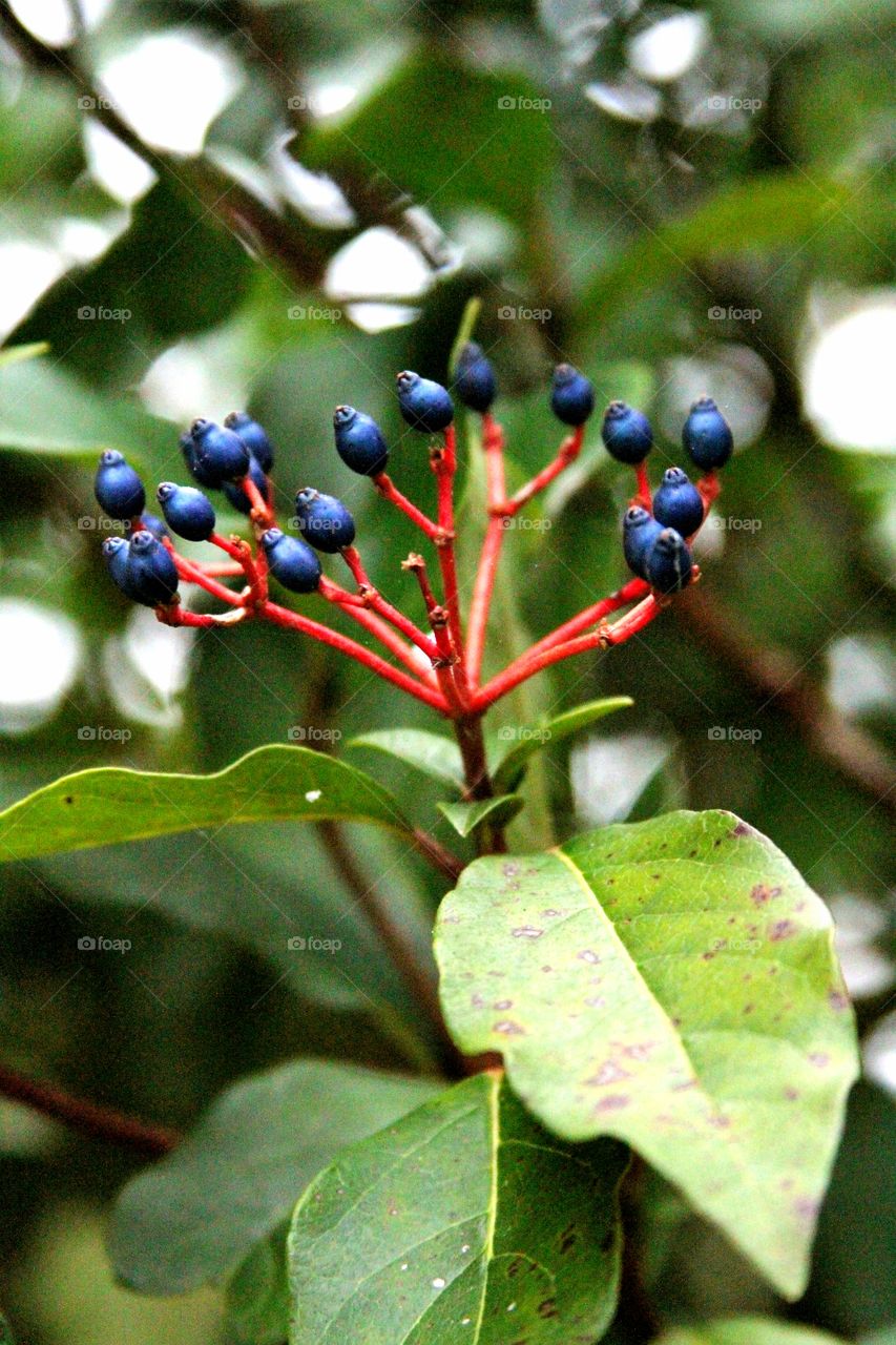 purple berries on bush during winter