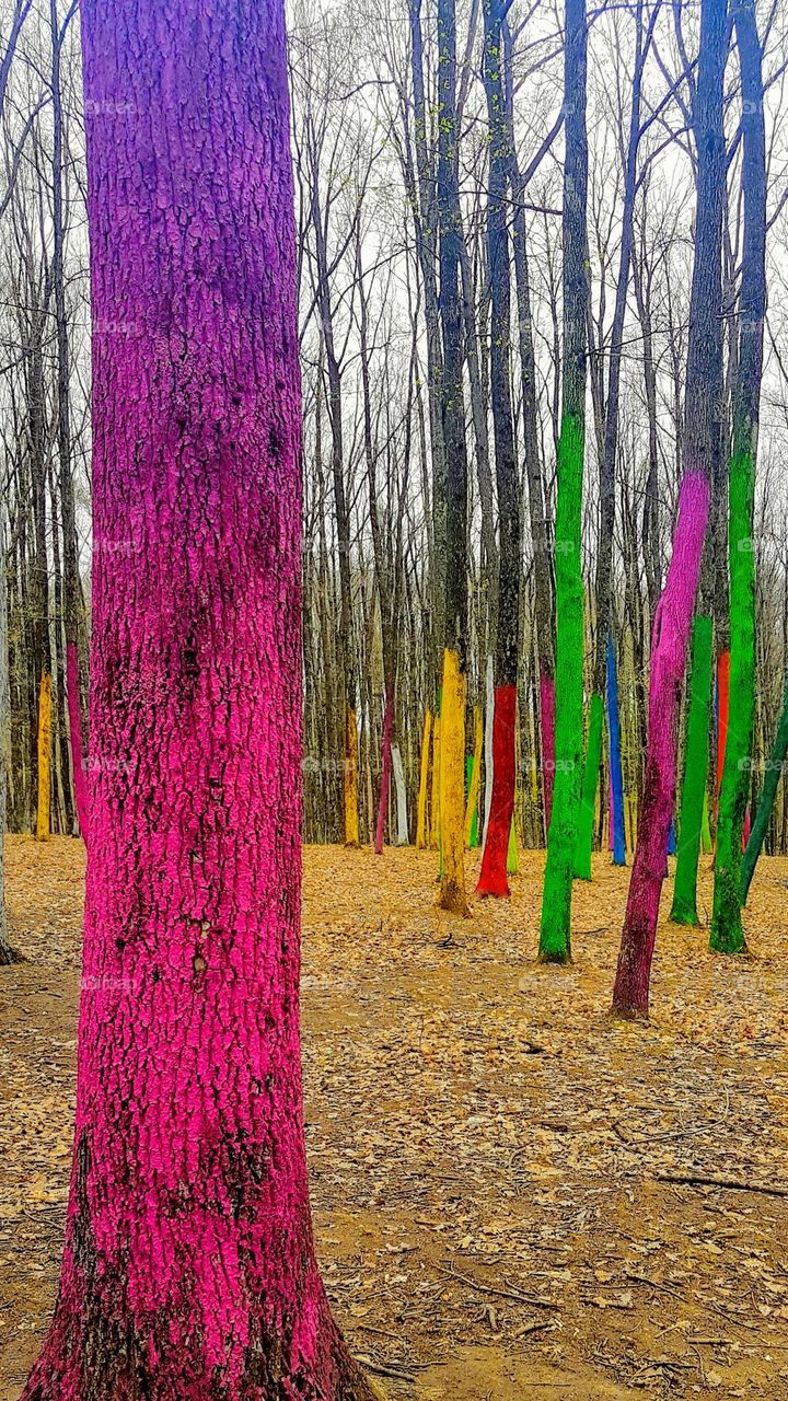 magenta tree