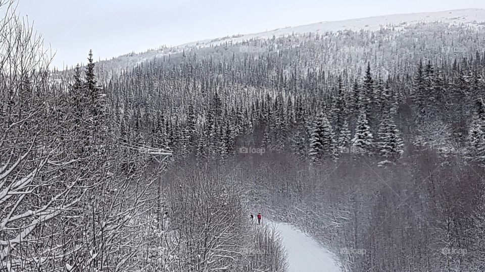 Mountain winter forest