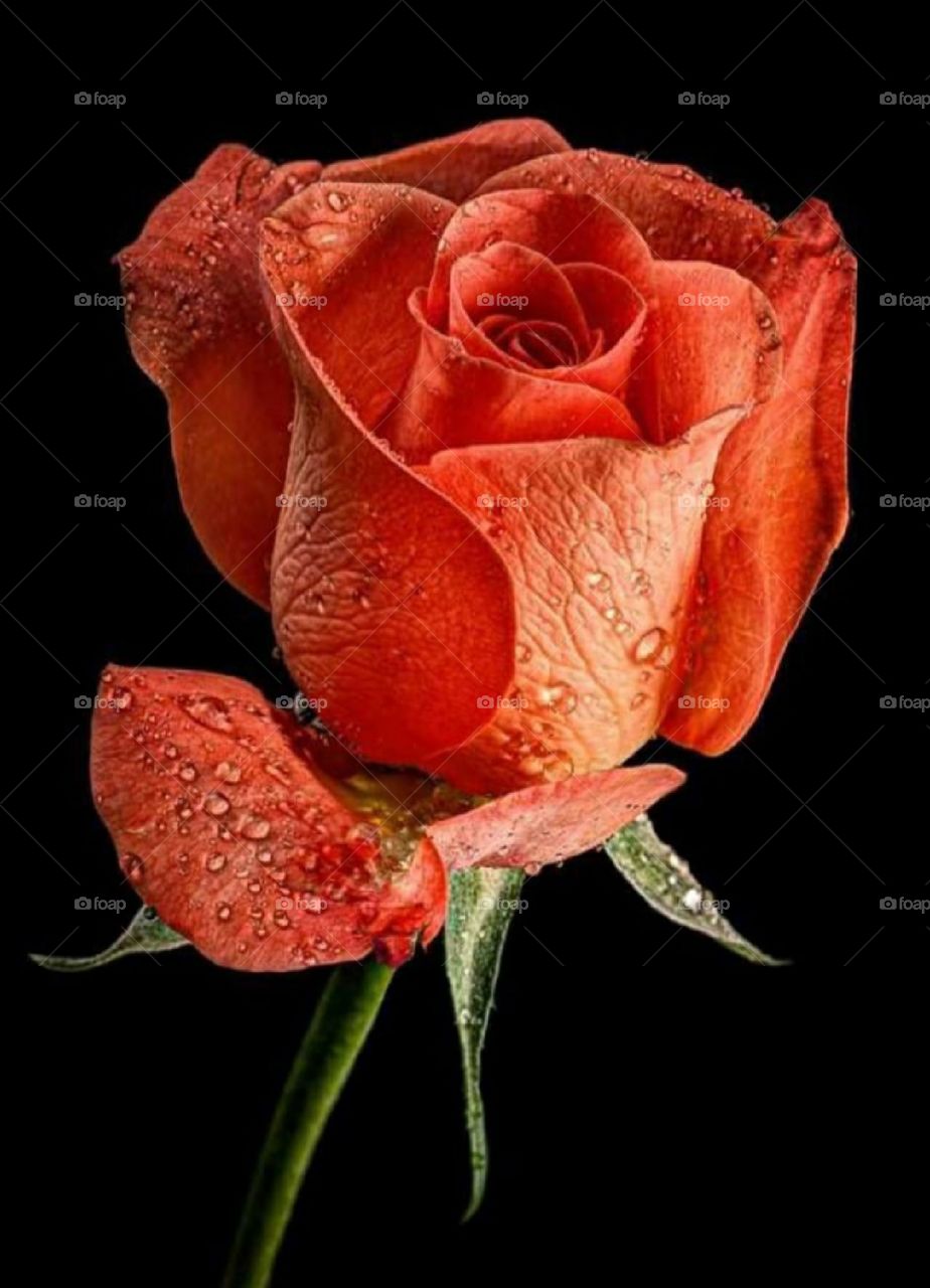 Rose is a very beautiful flower, it is found in many colors, its fragrance is very attractive, it is also considered a symbol of love.