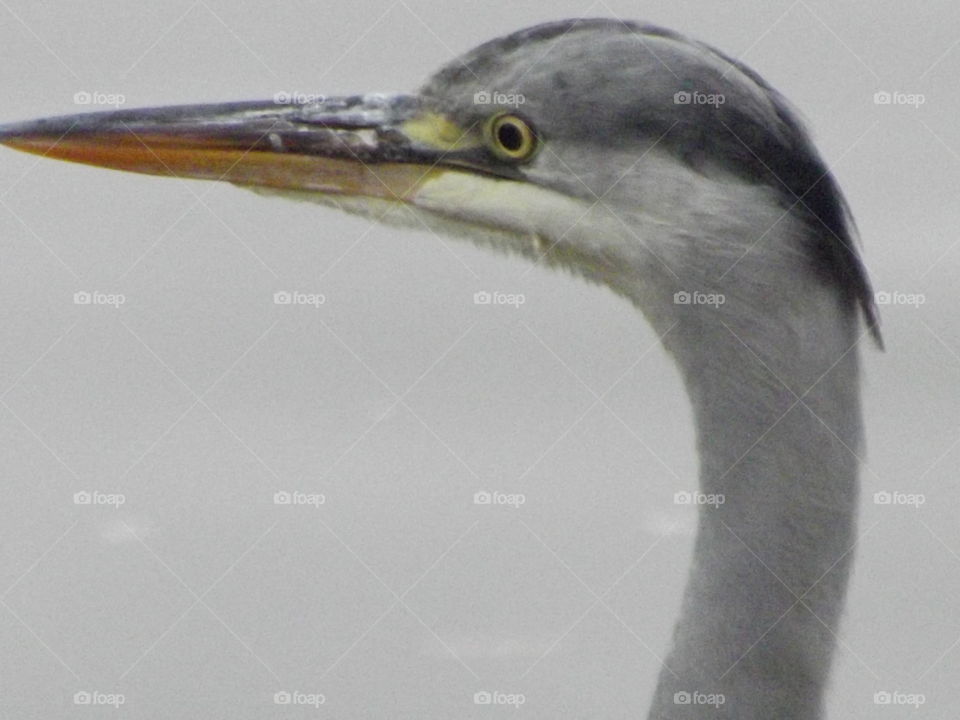 Posing Heron