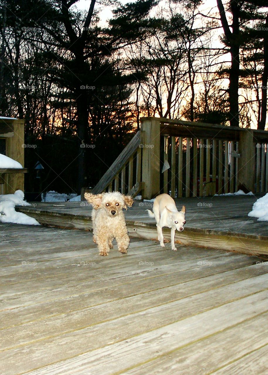Two dogs running across deck back into house together as fast as they can, poodle & chiuawaha.