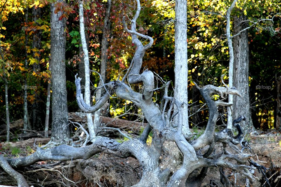 fallen tree.