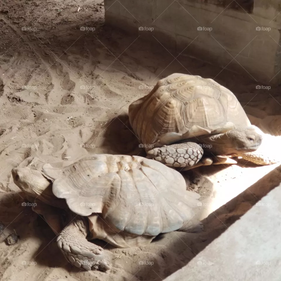 Dirty Turtles