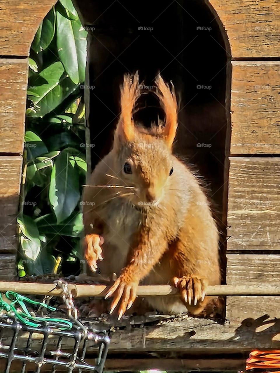 Little squirrel who shares the canteen of the little birds.