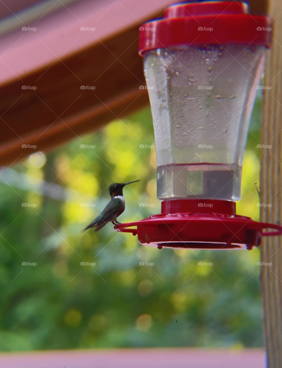 The detail of the male humming bird is so beautiful. He enjoys looking so magnificent for the camera. 