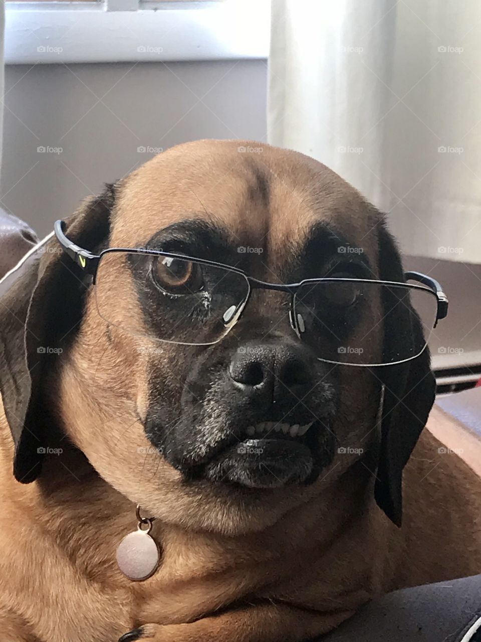 Cute Puggle wearing glasses