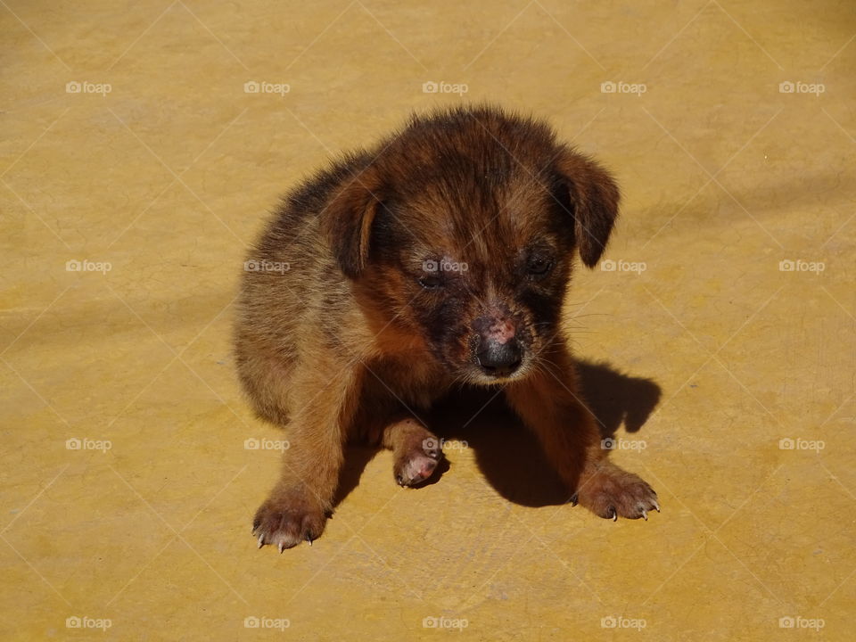 baby dog at the beach