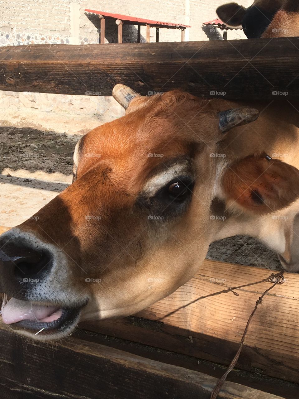 Cow face 