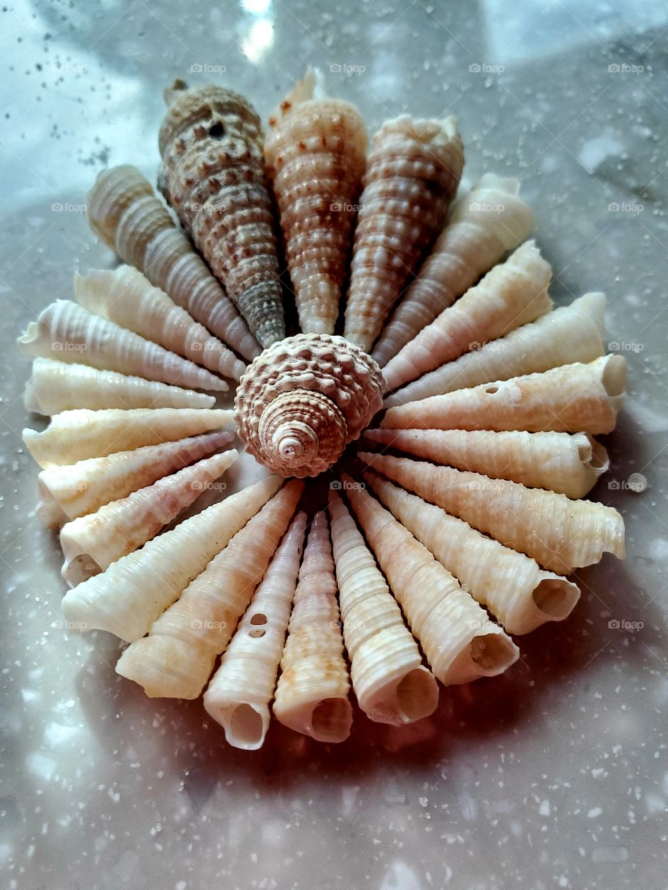 shell art