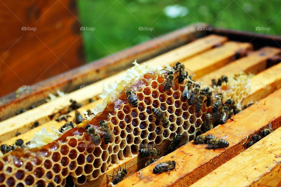 Honey Bee House