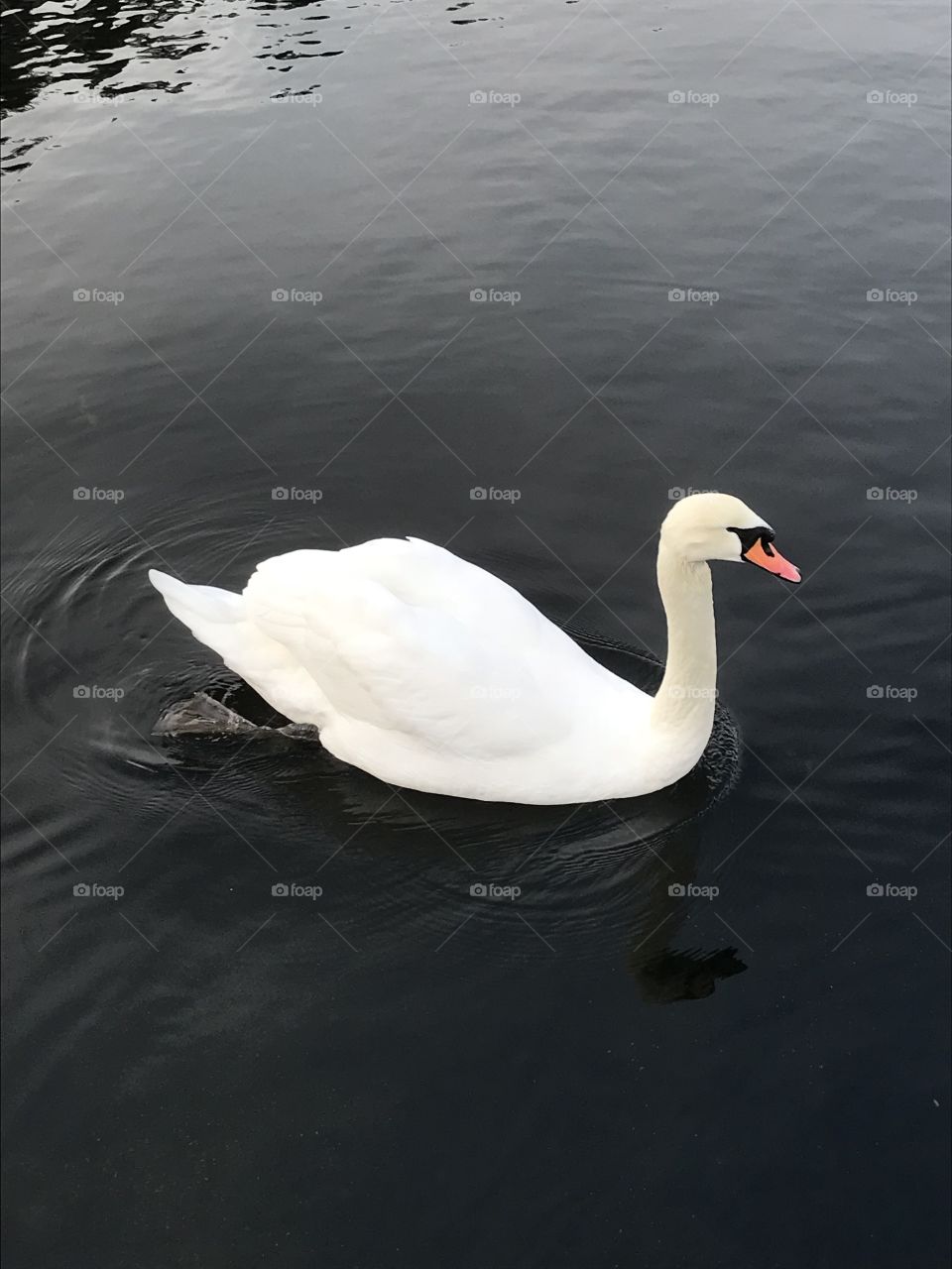 Swan swimming on the ocean. It’s white with a orange, long neb. The ocean is calm. Taken on a winter day in February. This is in Norway.