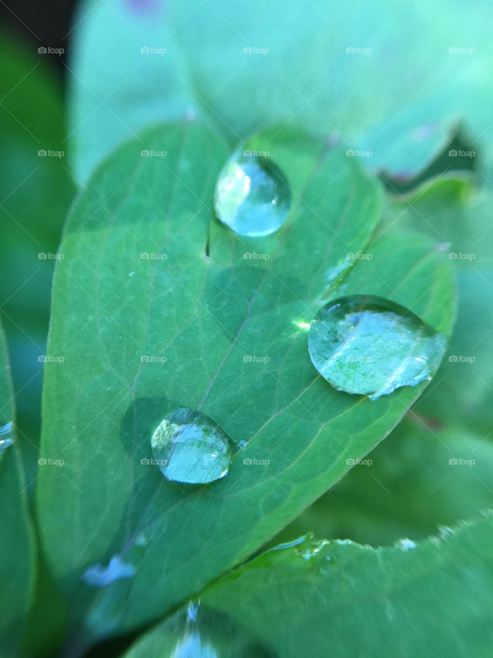 Macro dew on leaf