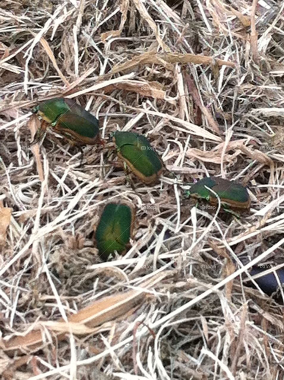 Fig beetles, commonly referred to as June bugs (which actually don't show up until July). 