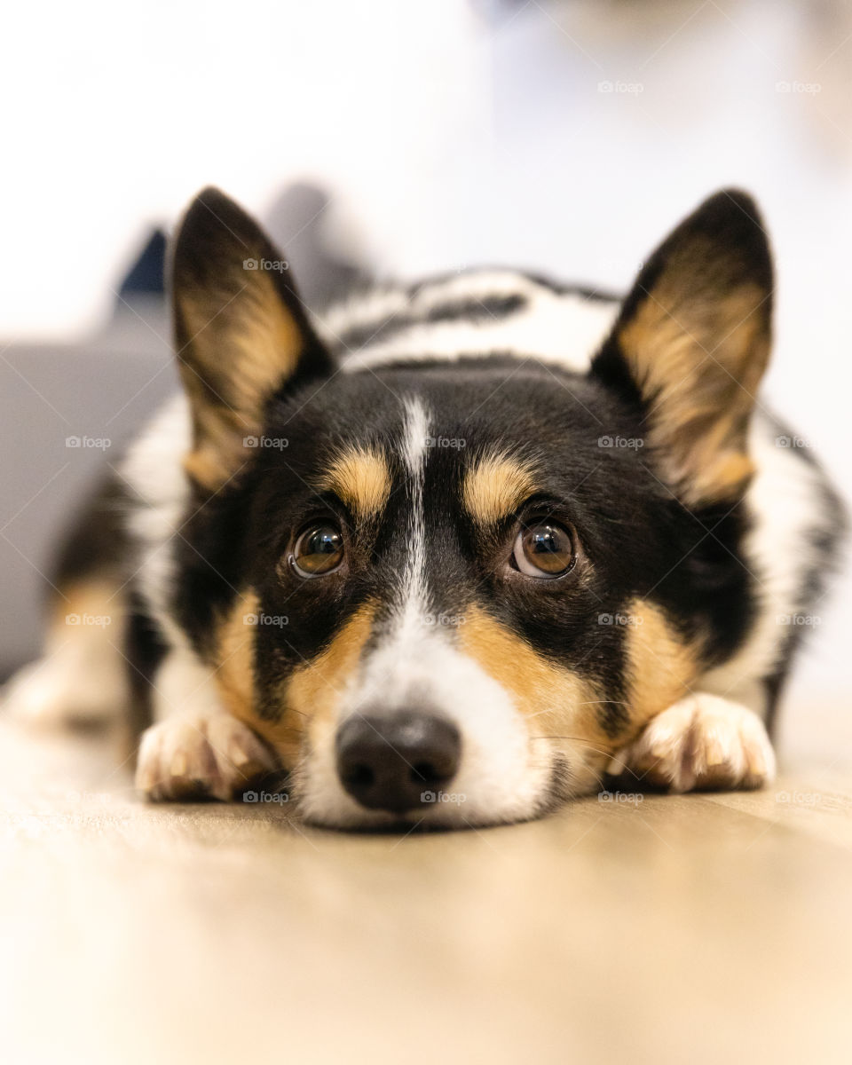 Adorable corgi laying on the floor inside waiting for dinner