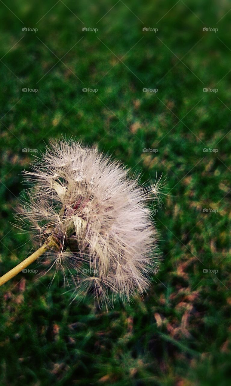 Dandelion