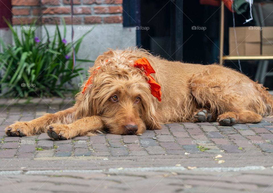 Dog with orange collar