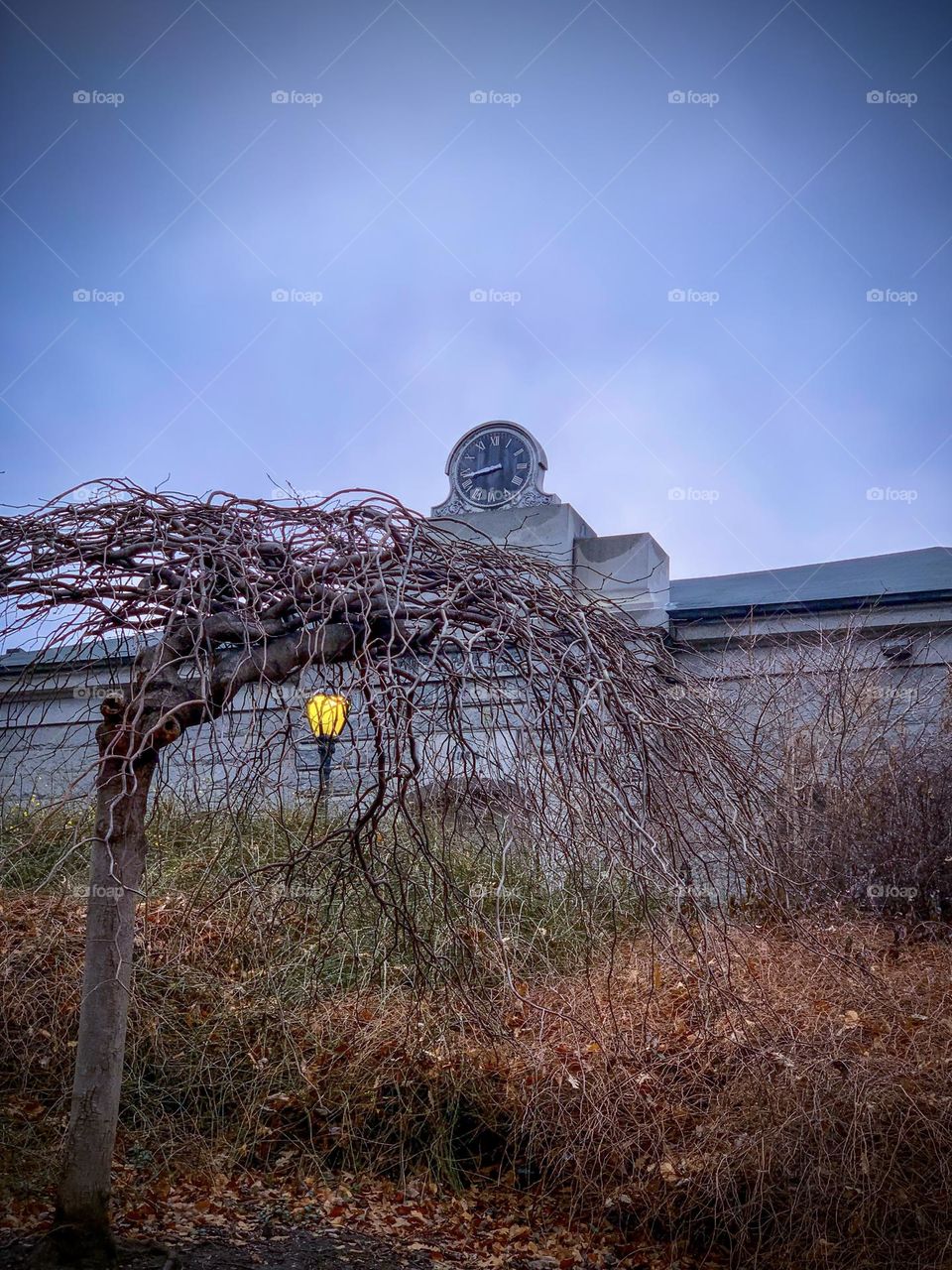 Bare tree, lamp post and the clock