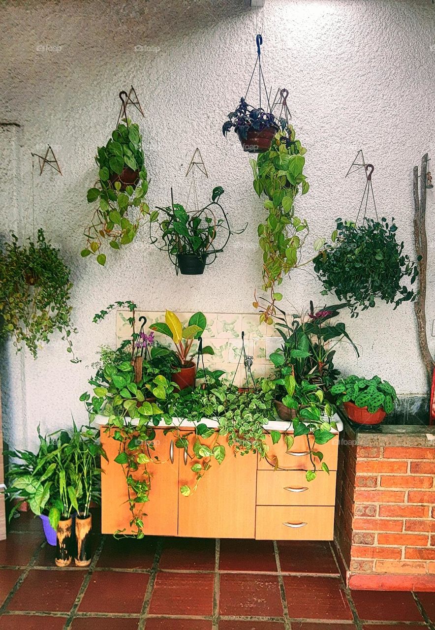 lots of natural plants on vases