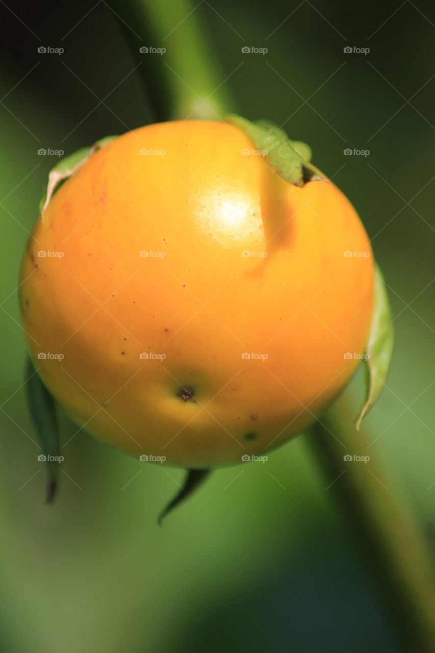 riped garden egg on a blurry background
