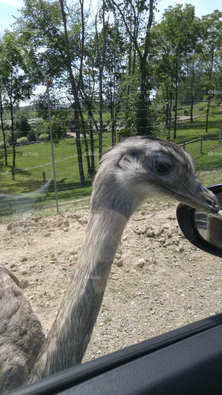 close up ostrich.
