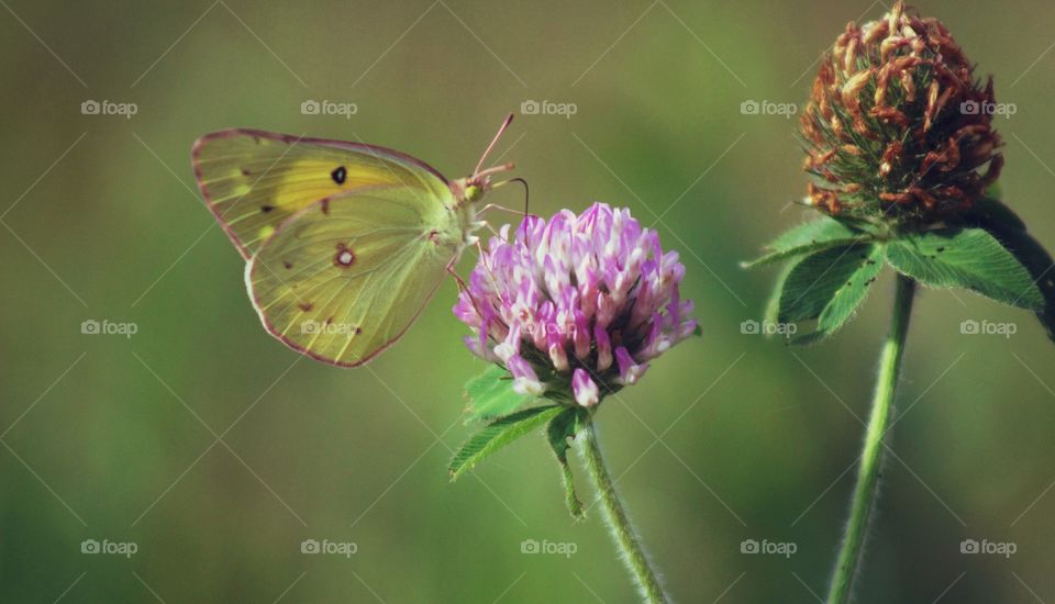 Butterflies Fly Away - yellow butterfly on red clover blossom 