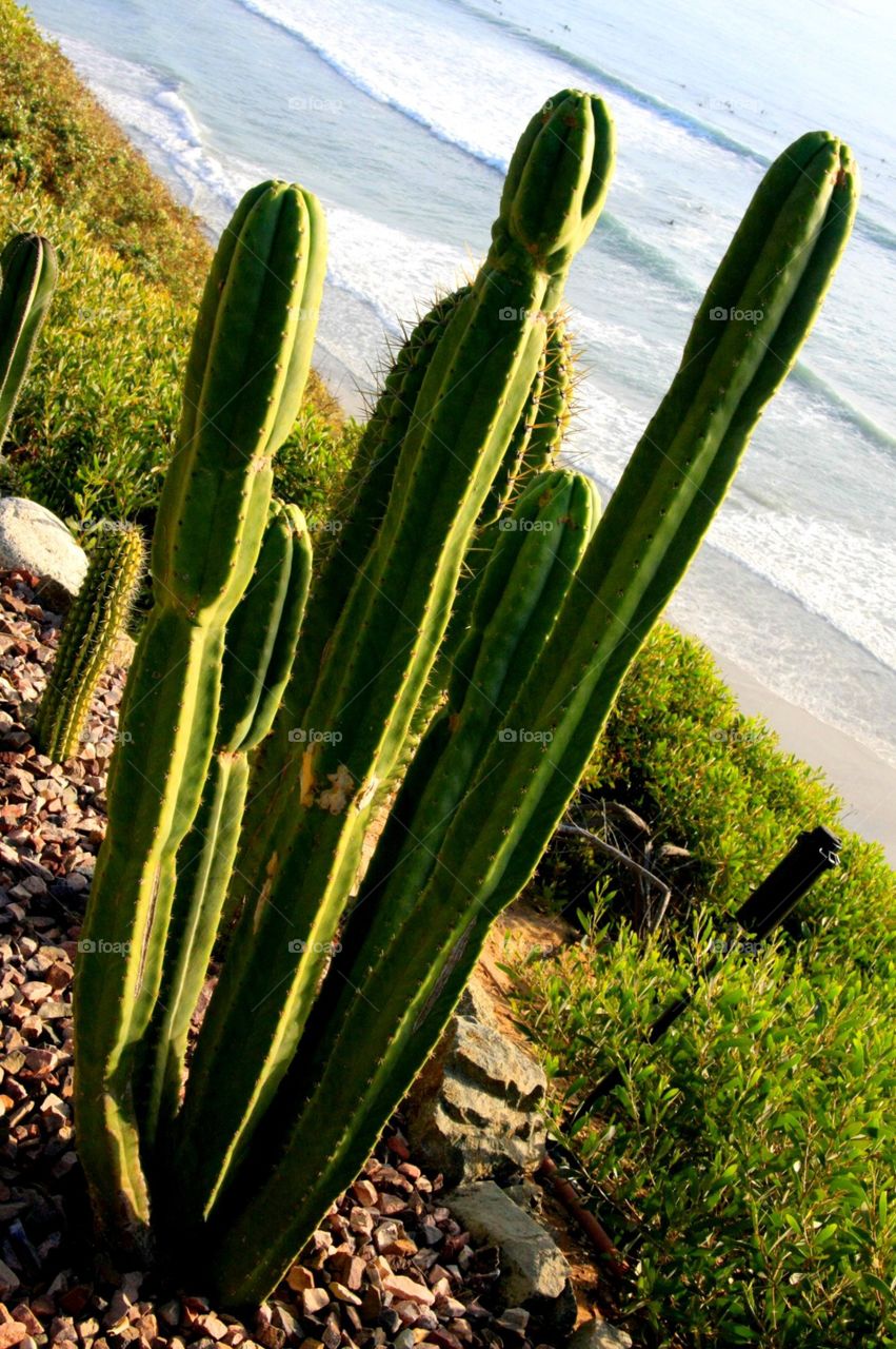 Carlsbad coast