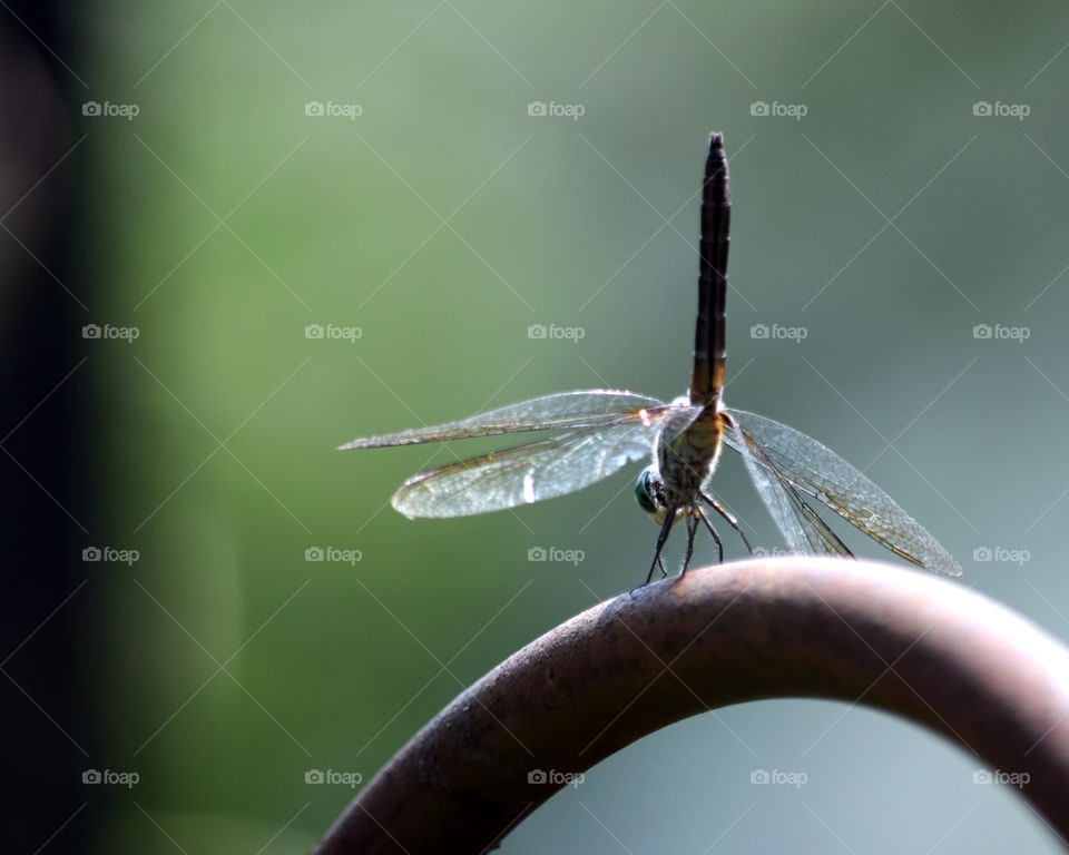 Dragonfly