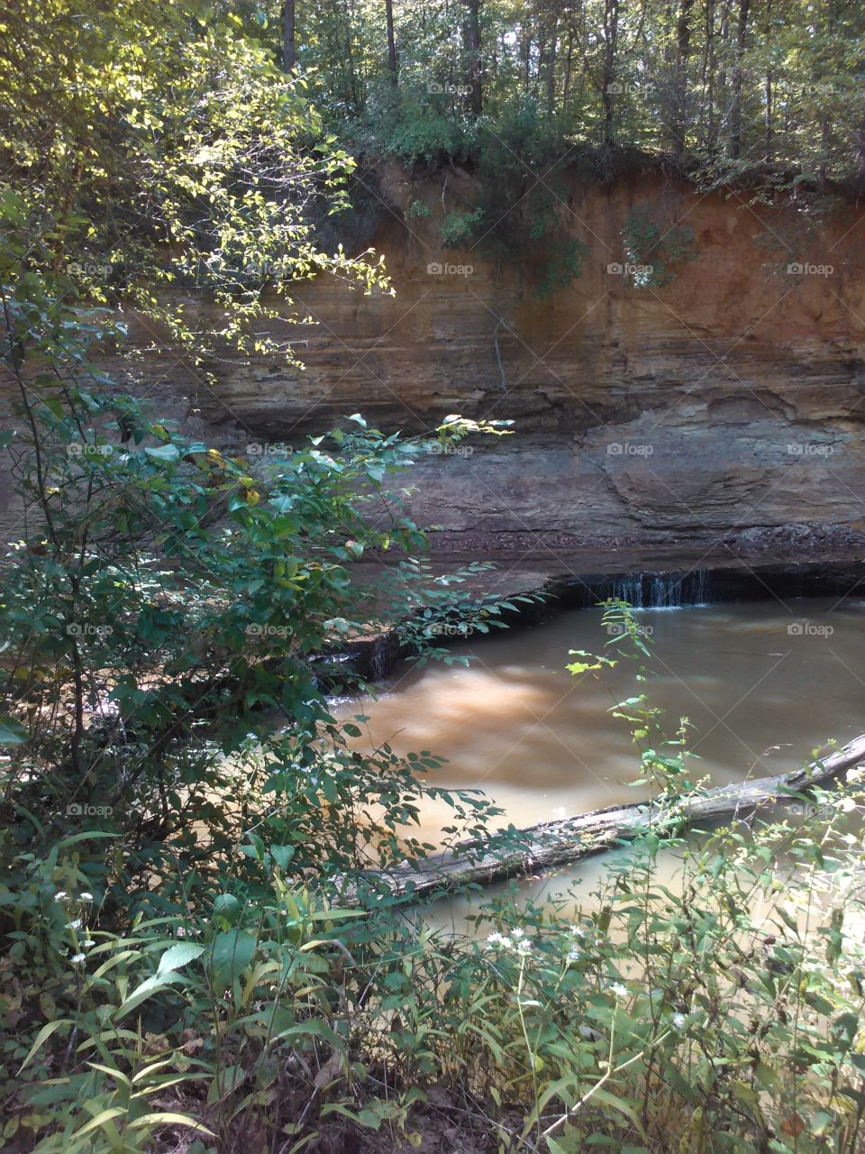 Nature Walk Beauty