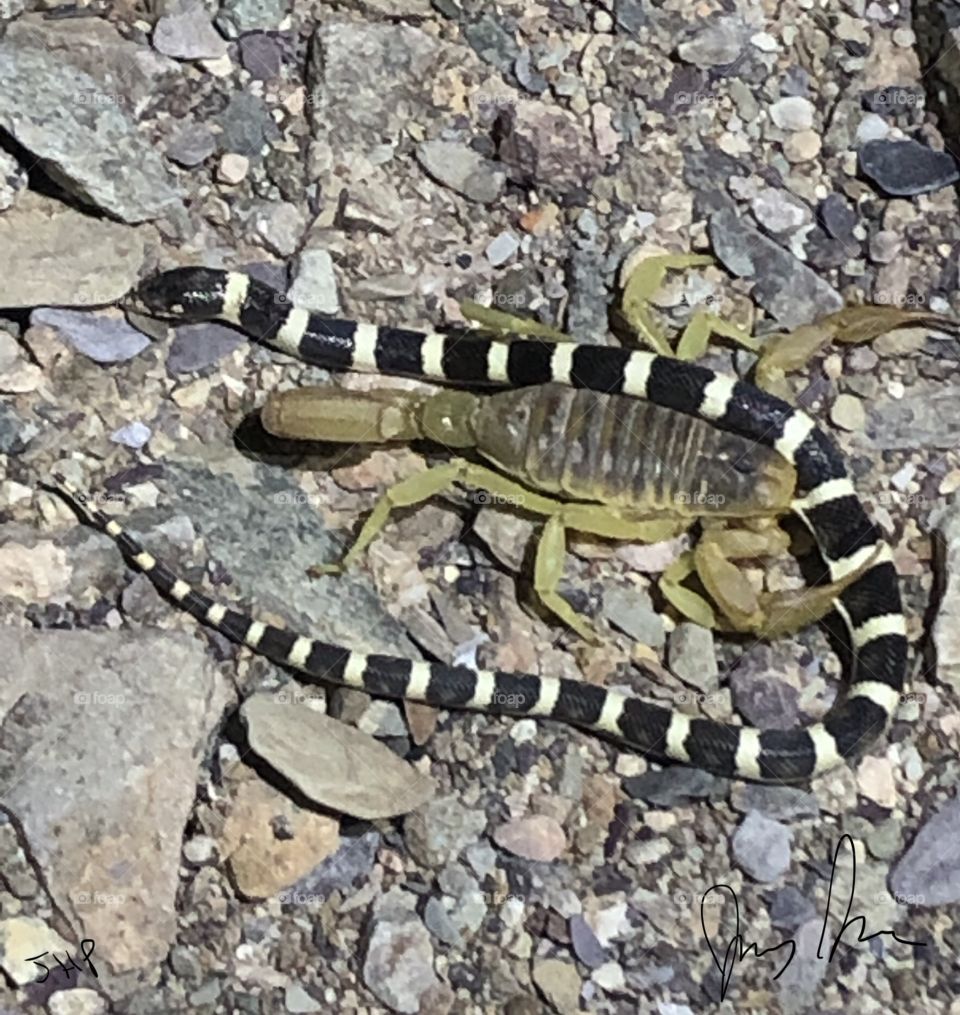 Scorpion eats snake