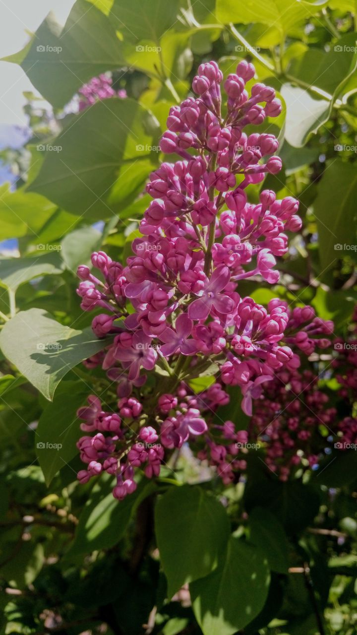 Blooming lilac