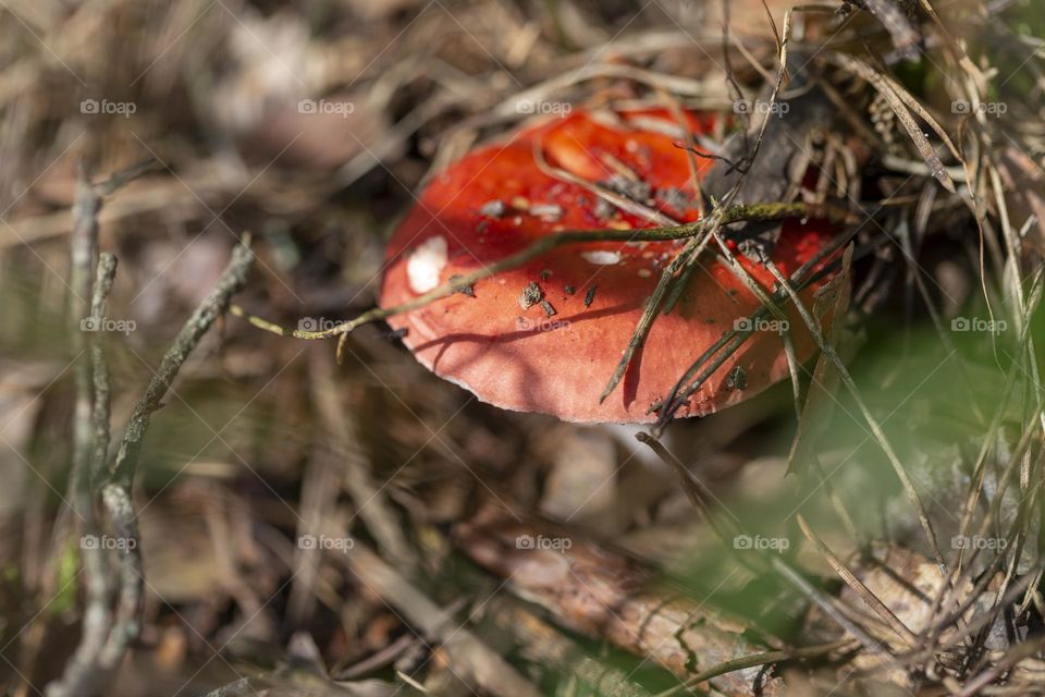Macro shot of edible mushroom in the forest