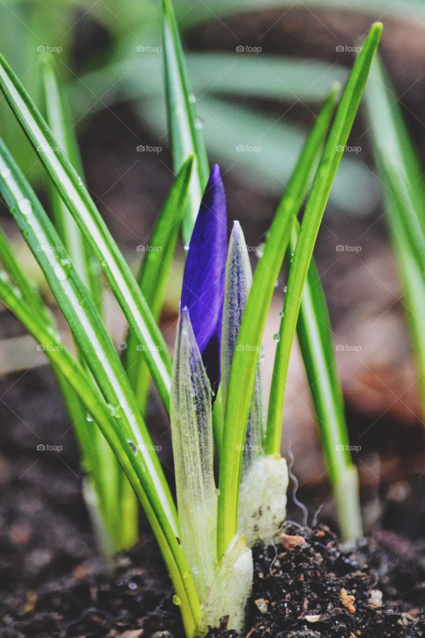 Crocus