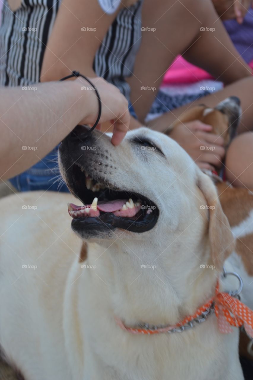 Human cherishes dog at the beach