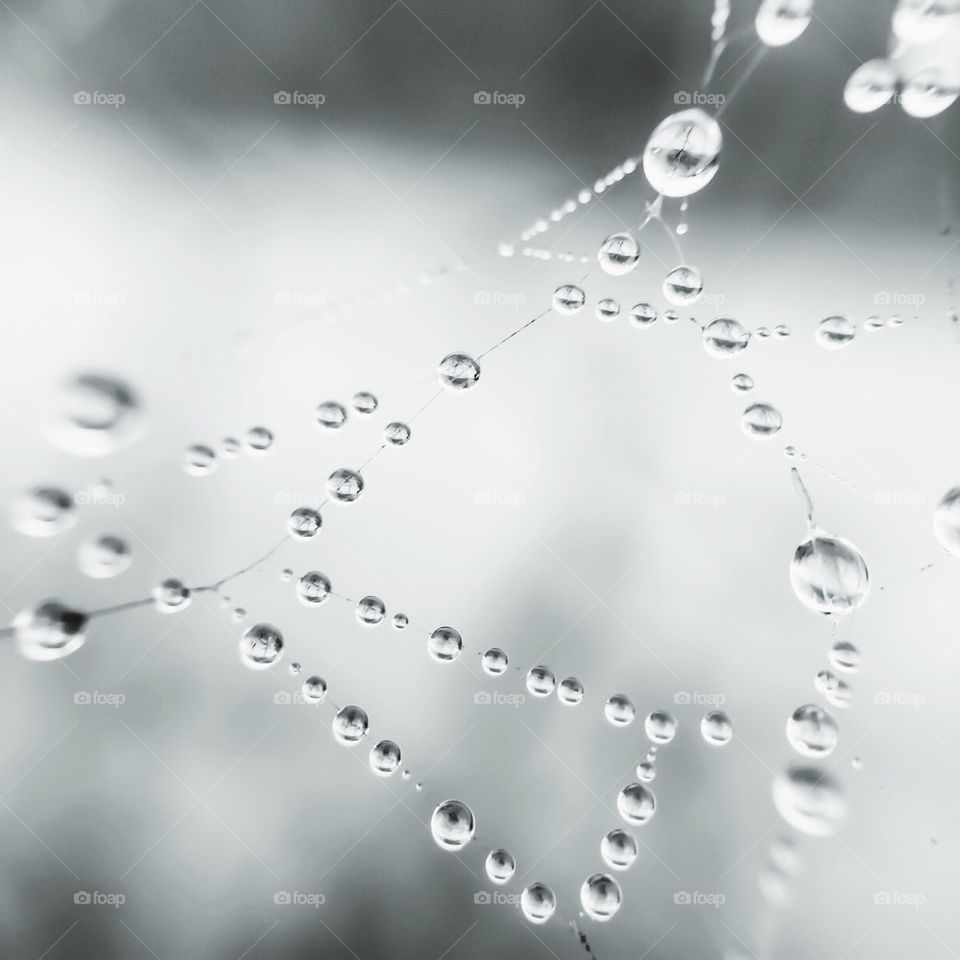 Water drops on spider web againts grey background