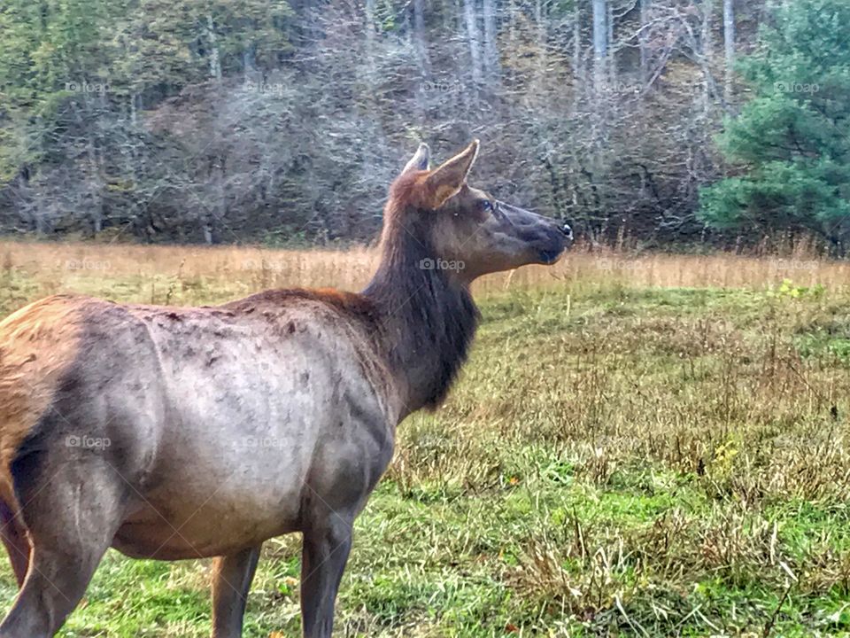 Elk up close