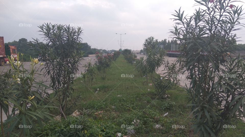 road side between divider grass and plants