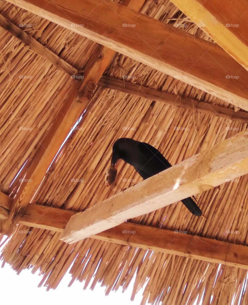 editors Choice photo on the week