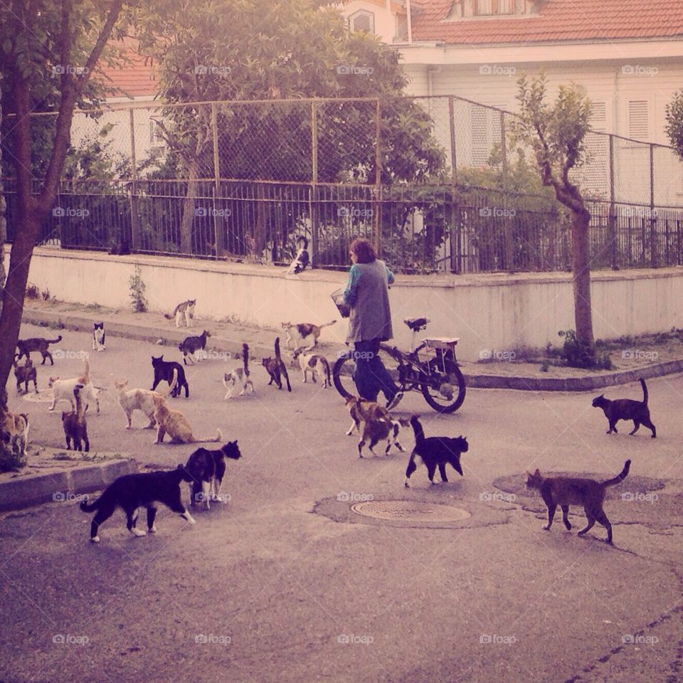 People, Dog, Canine, Group, Mammal