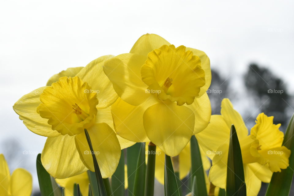 first sign of spring